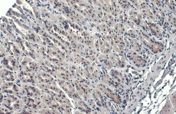 GATA4 Antibody in Immunohistochemistry (Paraffin) (IHC (P))