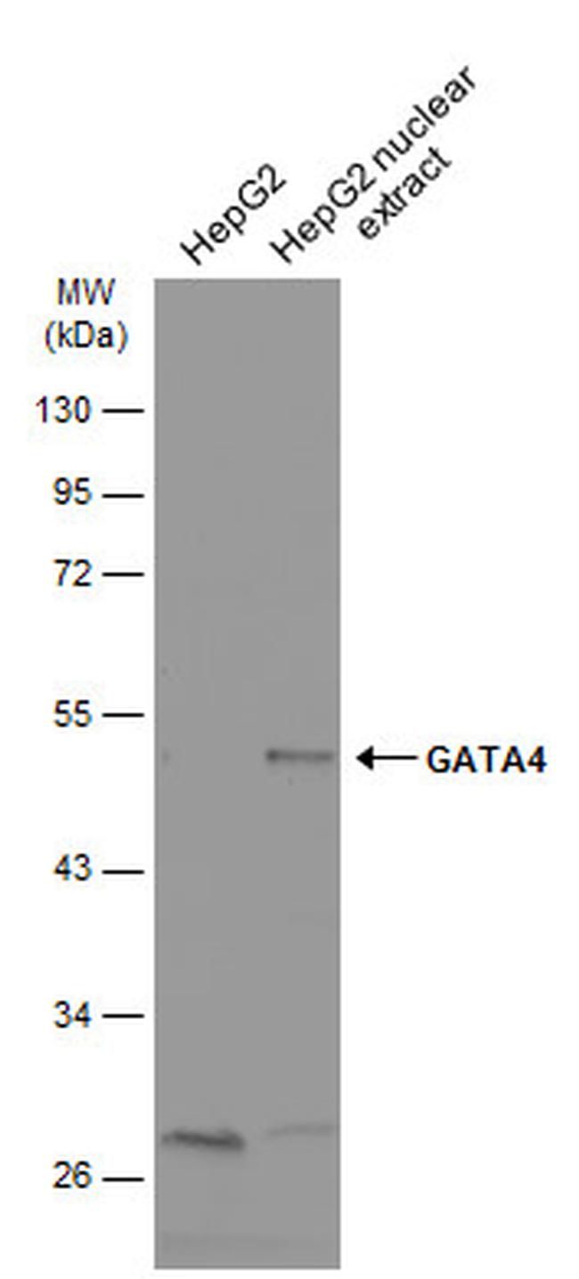 GATA4 Antibody in Western Blot (WB)