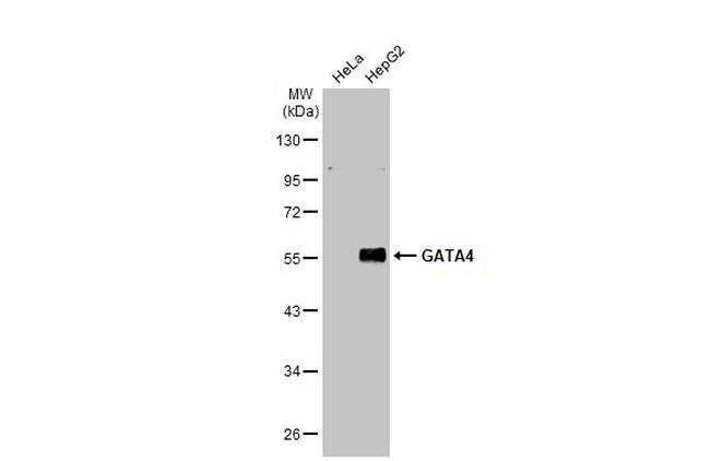 GATA4 Antibody in Western Blot (WB)