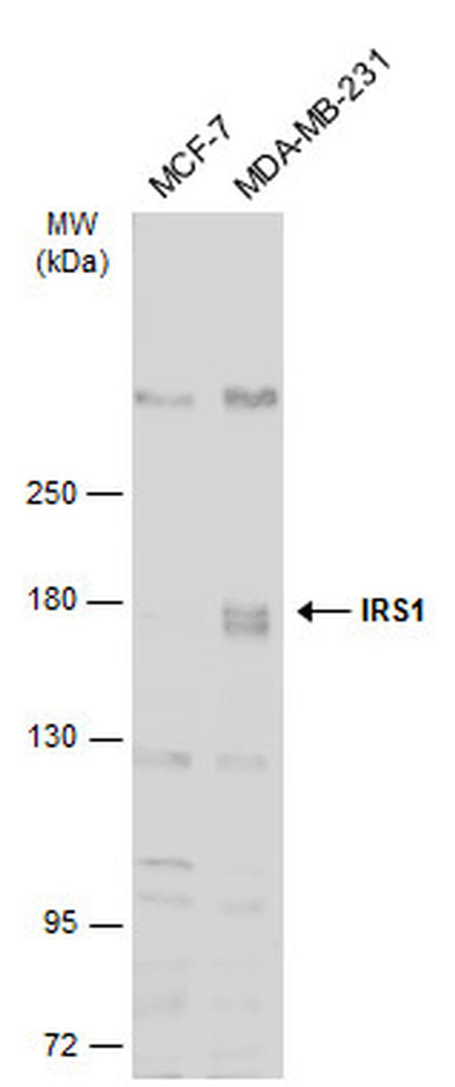 IRS1 Antibody in Western Blot (WB)