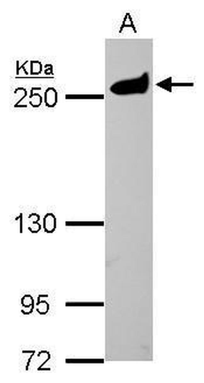 MYH9 Antibody in Western Blot (WB)