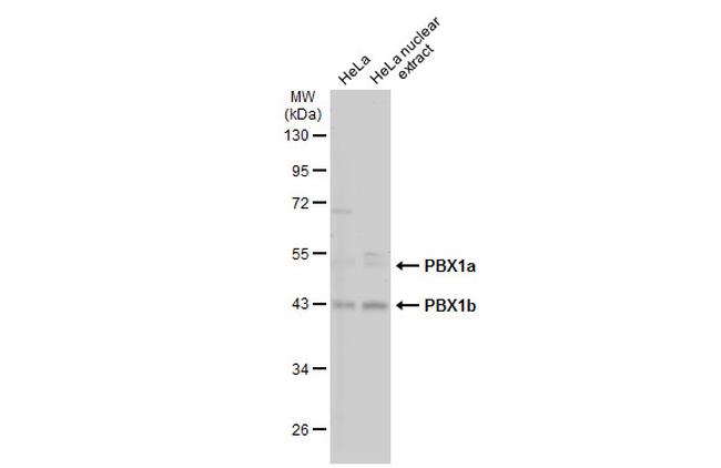 PBX1 Antibody in Western Blot (WB)