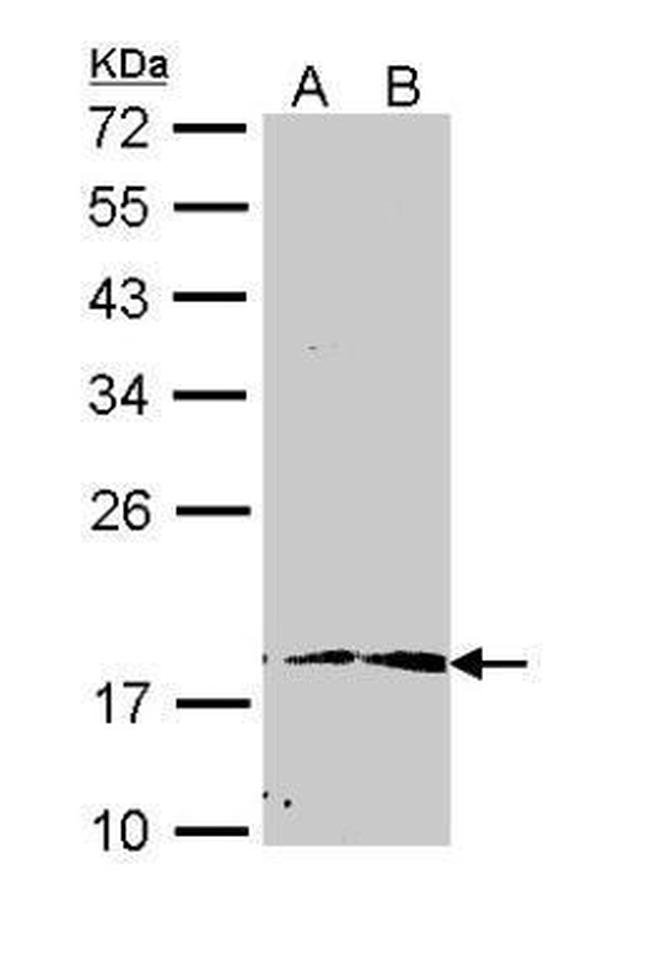 PIN1 Antibody in Western Blot (WB)