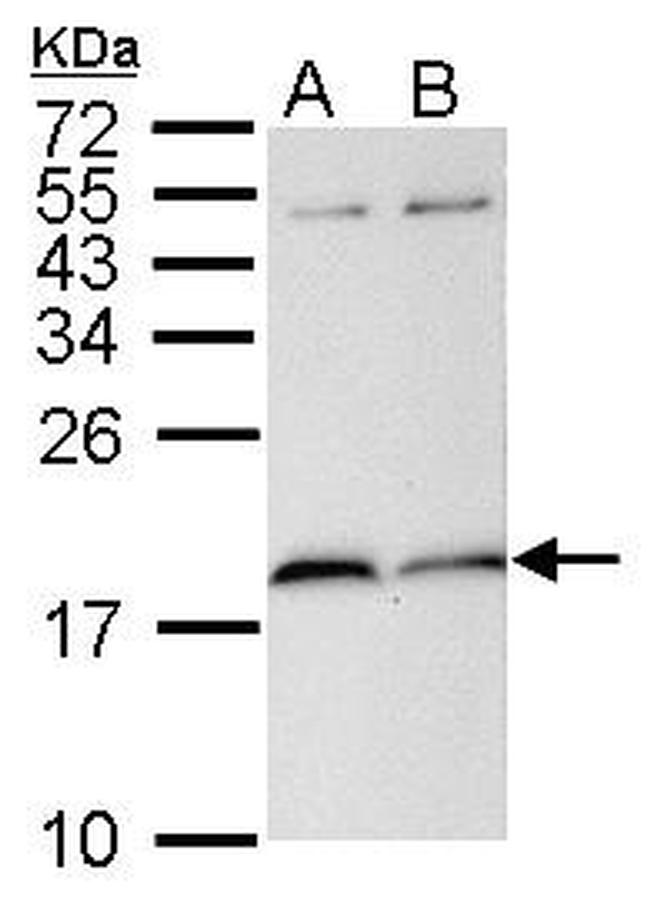 PIN1 Antibody in Western Blot (WB)