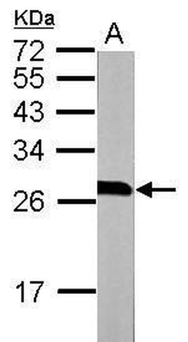 14-3-3 beta Antibody in Western Blot (WB)