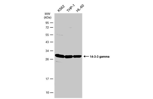 14-3-3 gamma Antibody in Western Blot (WB)