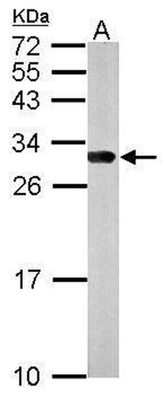 14-3-3 gamma Antibody in Western Blot (WB)