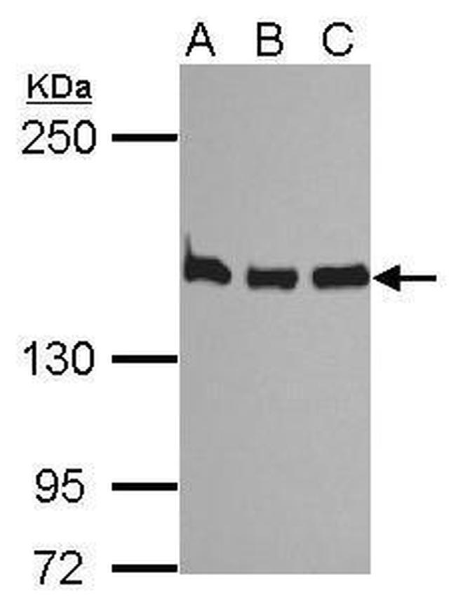 SMC1 Antibody in Western Blot (WB)