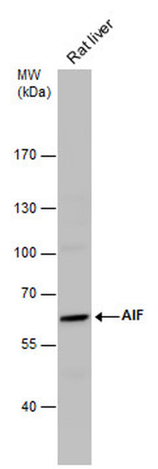 AIF Antibody in Western Blot (WB)