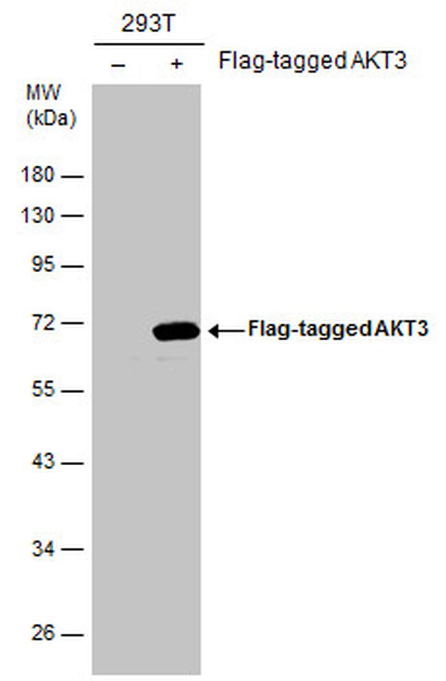 AKT3 Antibody in Western Blot (WB)