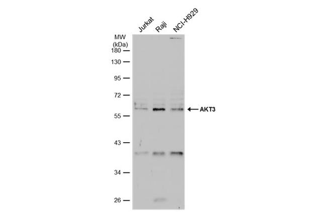 AKT3 Antibody in Western Blot (WB)