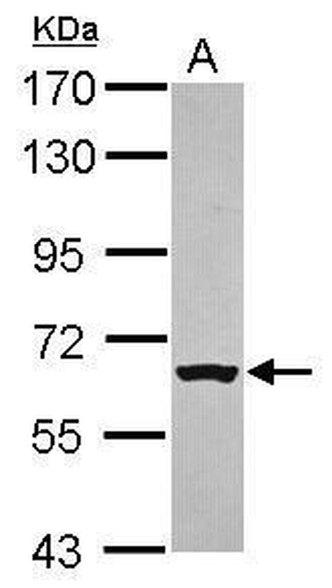 RACGAP1 Antibody in Western Blot (WB)