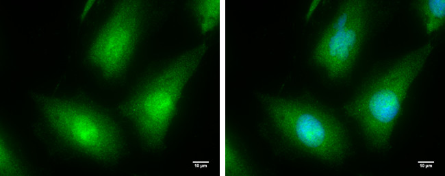 IRAK4 Antibody in Immunocytochemistry (ICC/IF)