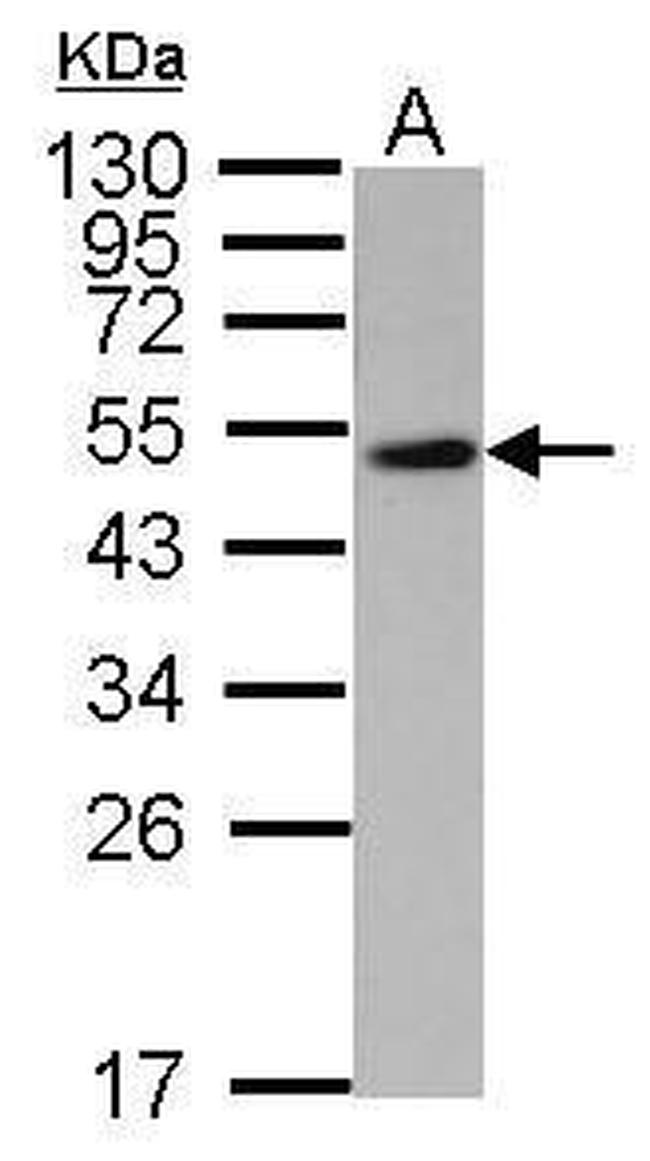 WWOX Antibody in Western Blot (WB)