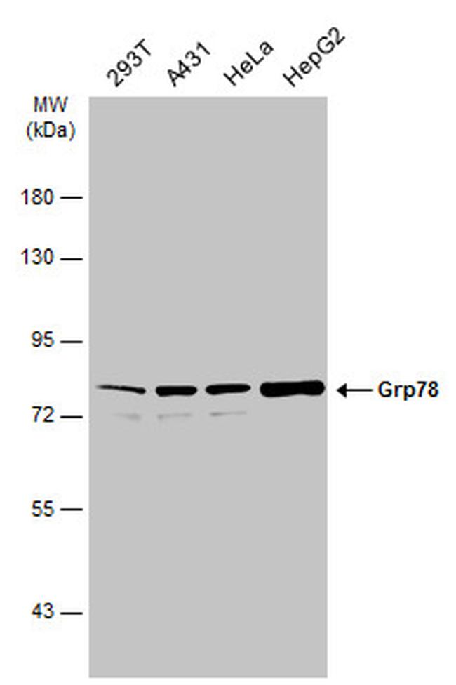 GRP78 Antibody in Western Blot (WB)