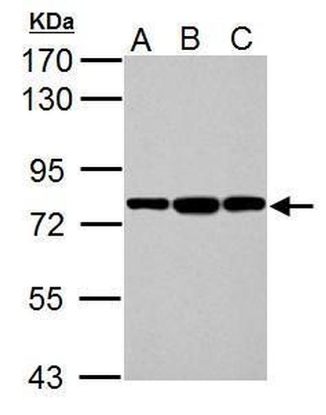 GRP78 Antibody in Western Blot (WB)