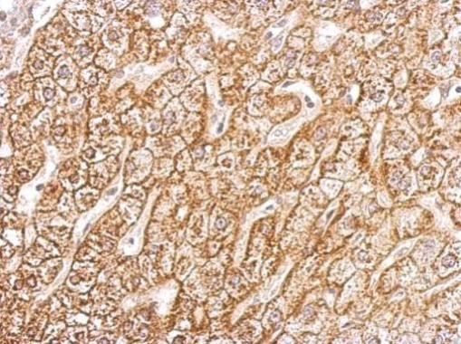 ATP1B1 Antibody in Immunohistochemistry (Paraffin) (IHC (P))