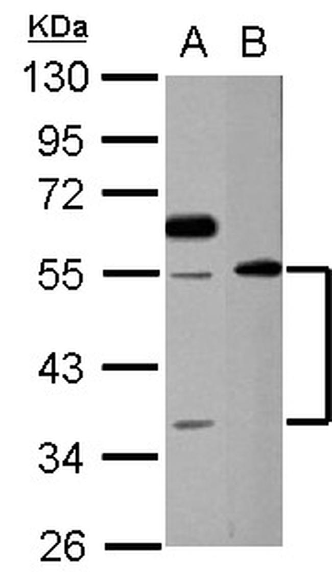 ATP1B1 Antibody in Western Blot (WB)