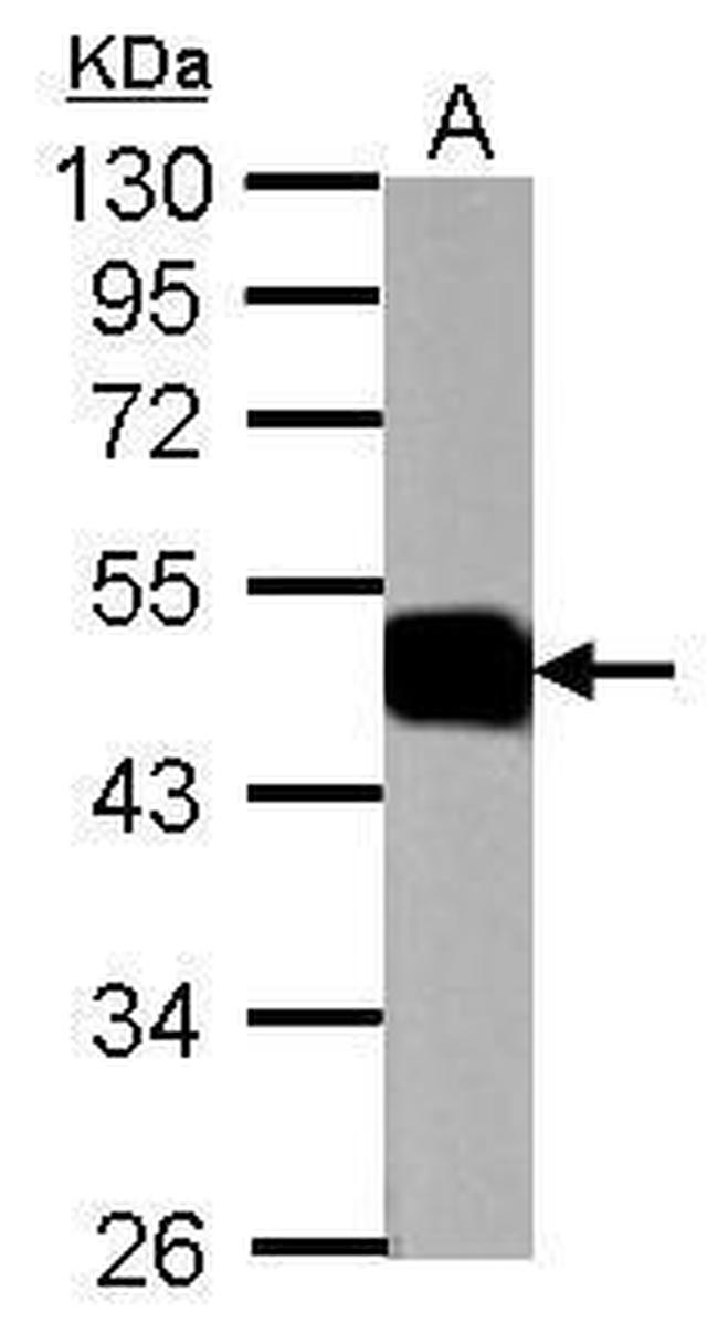 ATP1B1 Antibody in Western Blot (WB)