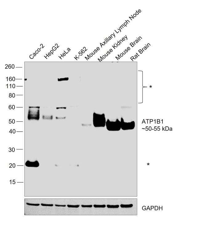 ATP1B1 Antibody in Western Blot (WB)