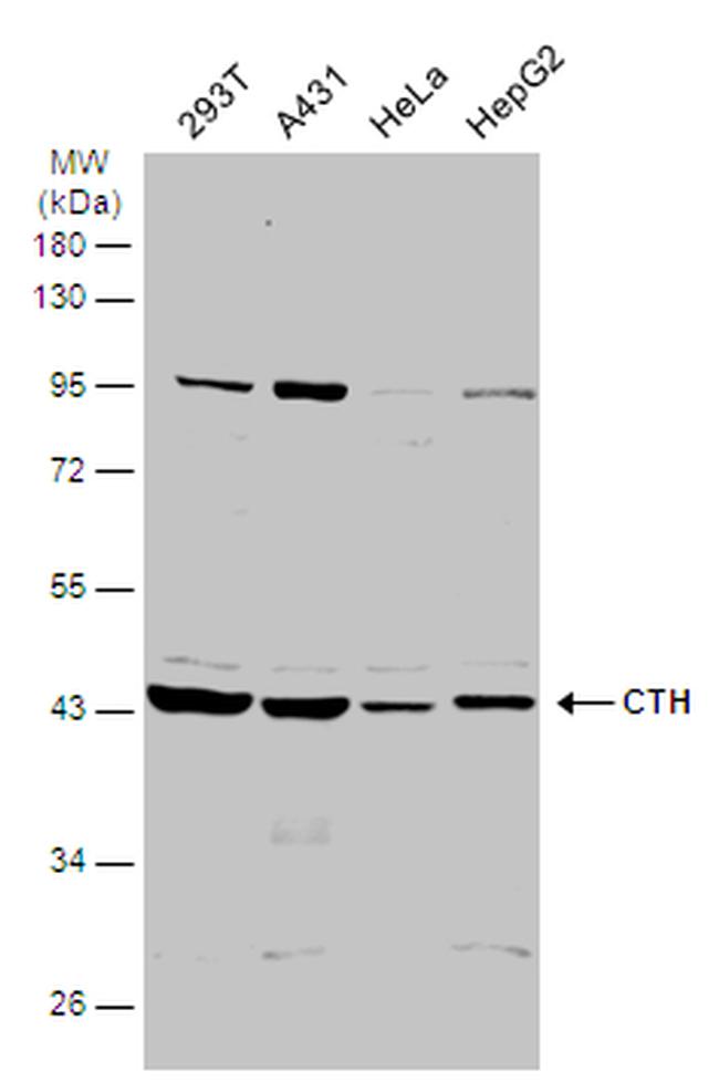 CTH Antibody in Western Blot (WB)