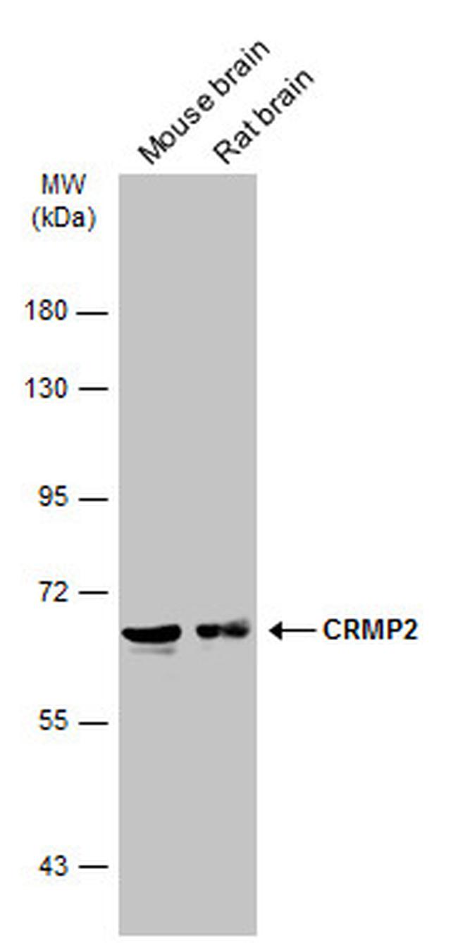 CRMP2 Antibody in Western Blot (WB)