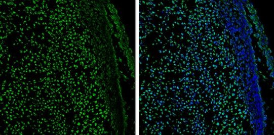 GATA2 Antibody in Immunohistochemistry (Frozen) (IHC (F))