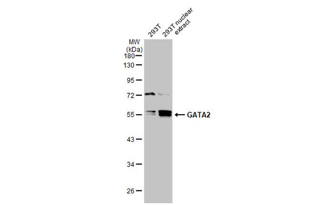 GATA2 Antibody in Western Blot (WB)