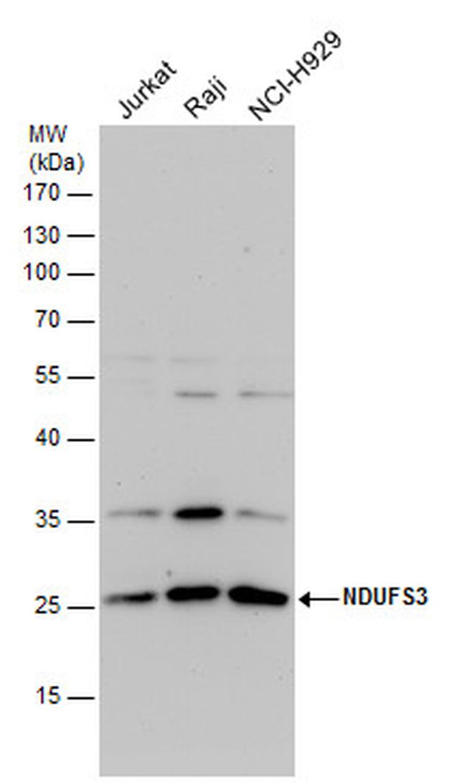 NDUFS3 Antibody in Western Blot (WB)