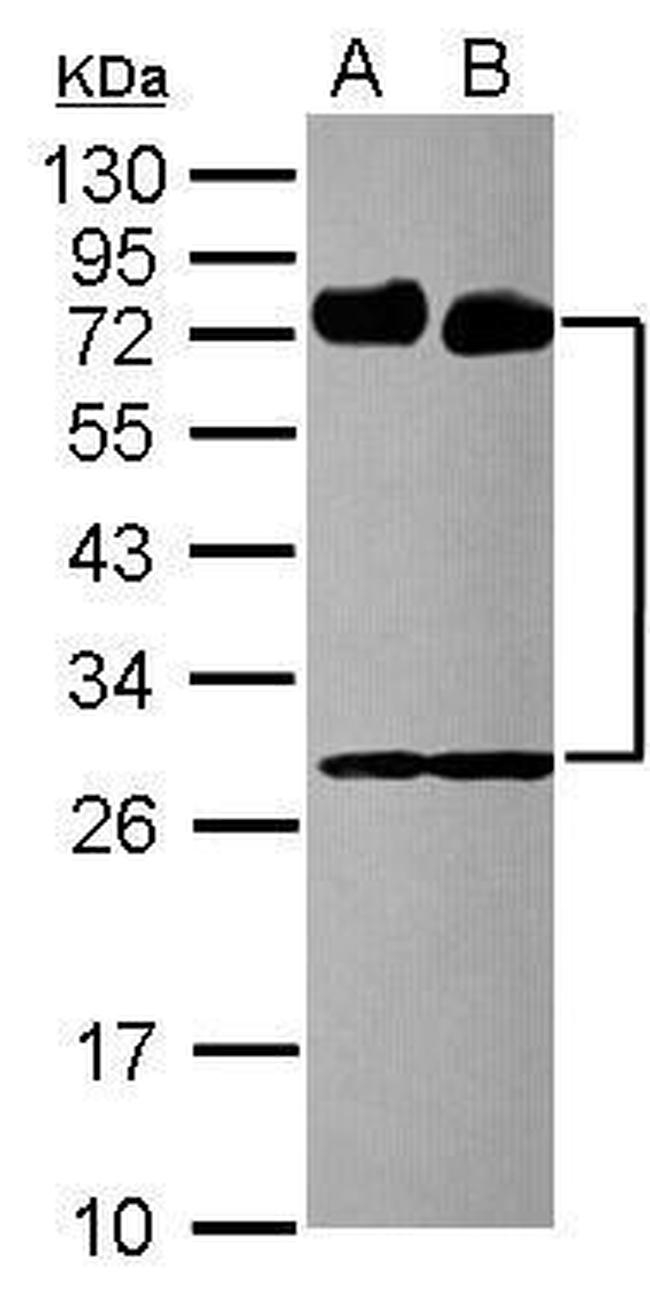 CD73 Antibody in Western Blot (WB)