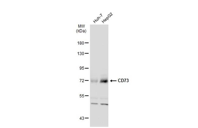 CD73 Antibody in Western Blot (WB)