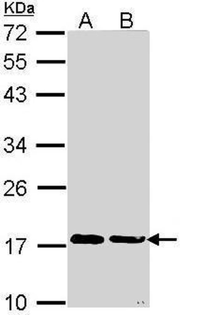 Cyclophilin A Antibody in Western Blot (WB)