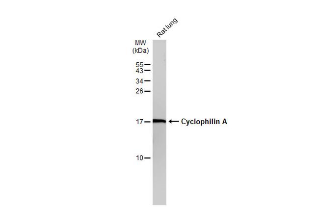 Cyclophilin A Antibody in Western Blot (WB)