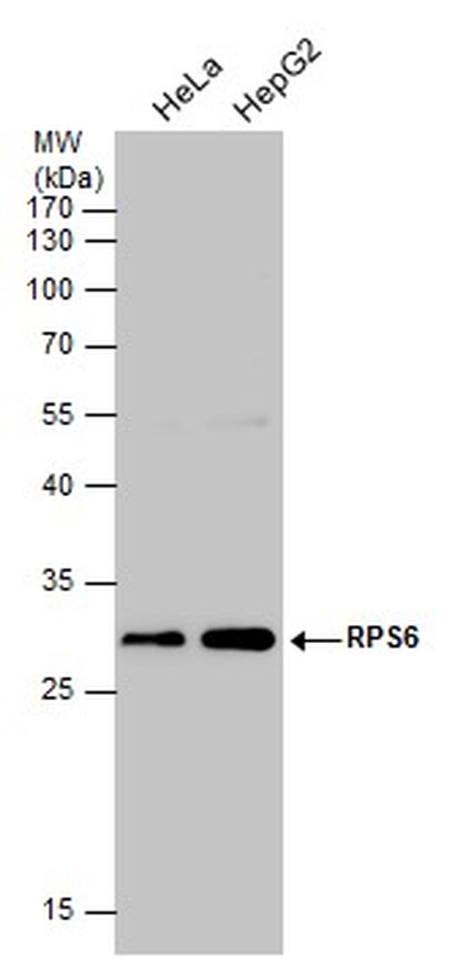 S6 Antibody in Western Blot (WB)