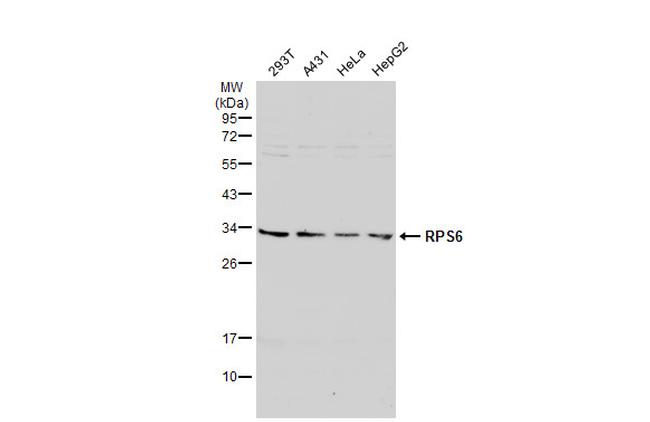 S6 Antibody in Western Blot (WB)