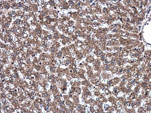 Syntaxin 1 Antibody in Immunohistochemistry (Paraffin) (IHC (P))