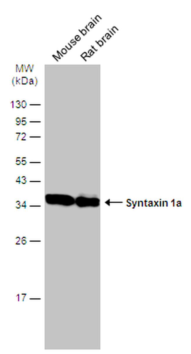 Syntaxin 1 Antibody in Western Blot (WB)