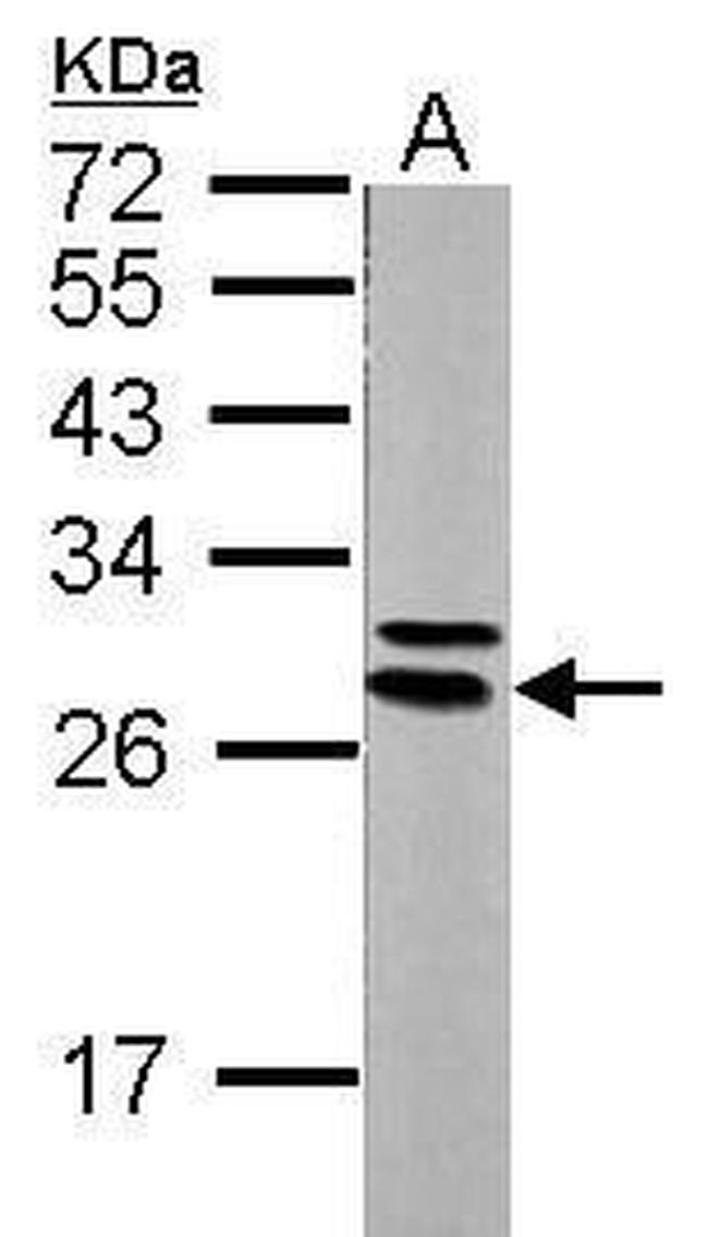 14-3-3 epsilon Antibody in Western Blot (WB)