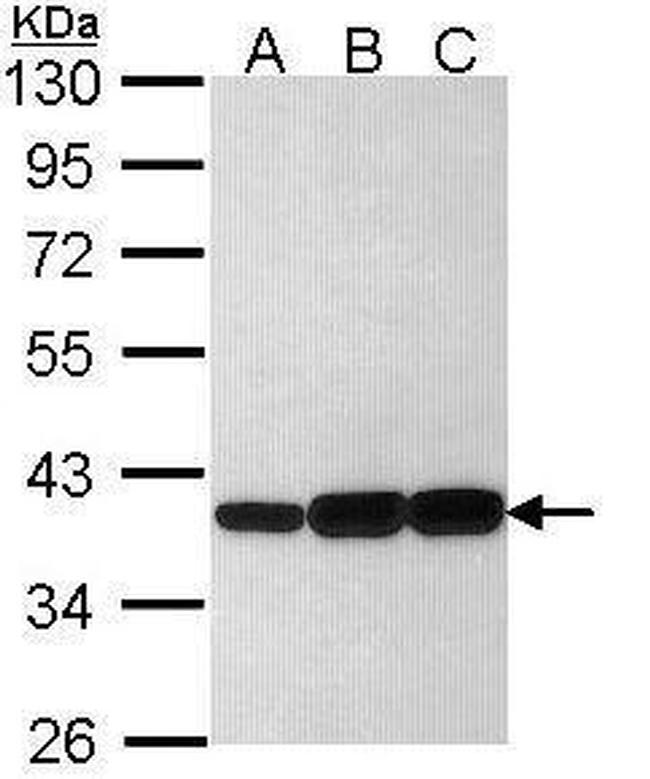 AKR1C3 Antibody in Western Blot (WB)