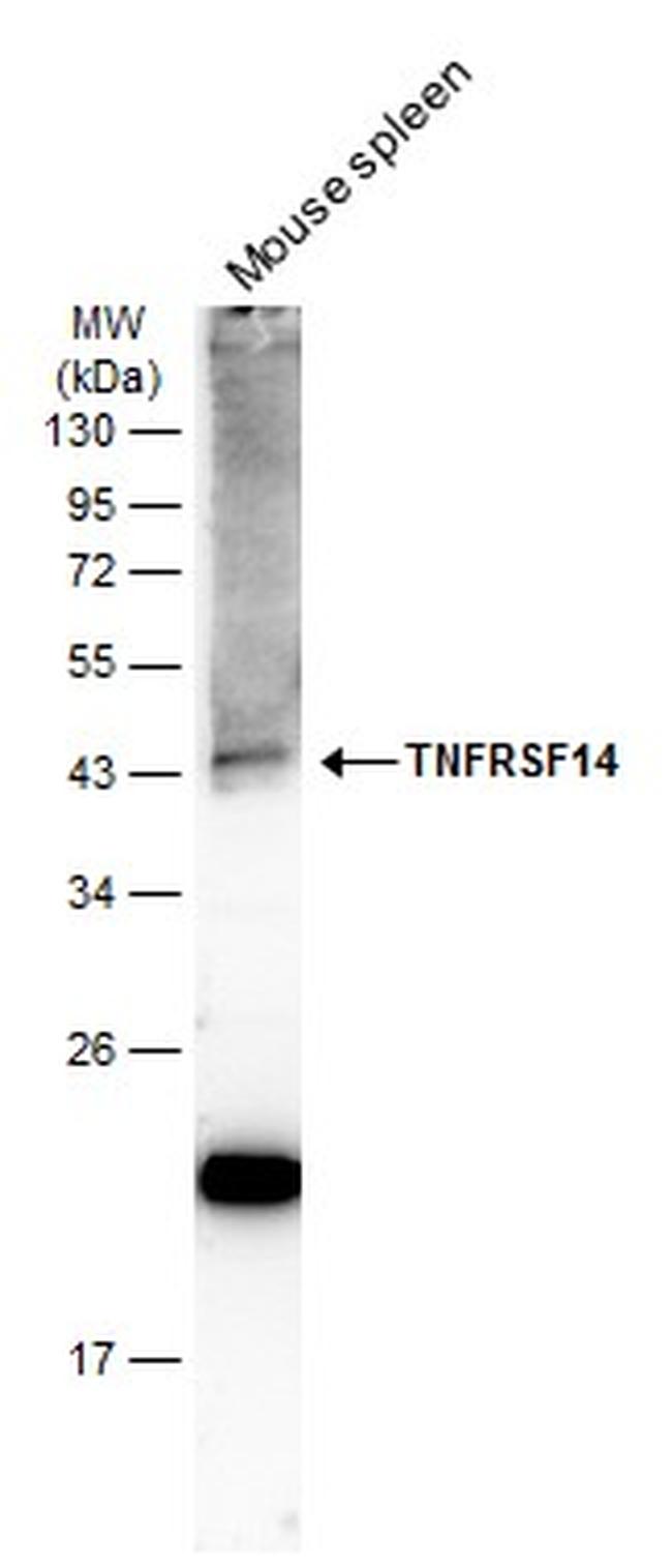 TNFRSF14 Antibody in Western Blot (WB)