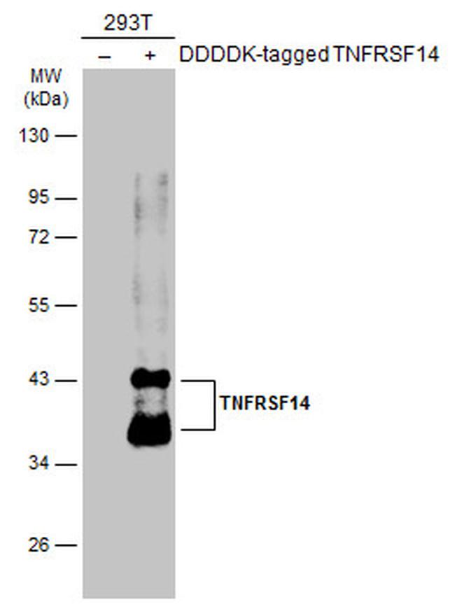 TNFRSF14 Antibody in Western Blot (WB)