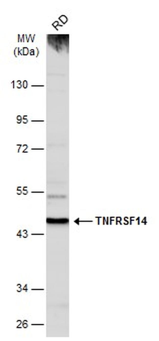 TNFRSF14 Antibody in Western Blot (WB)