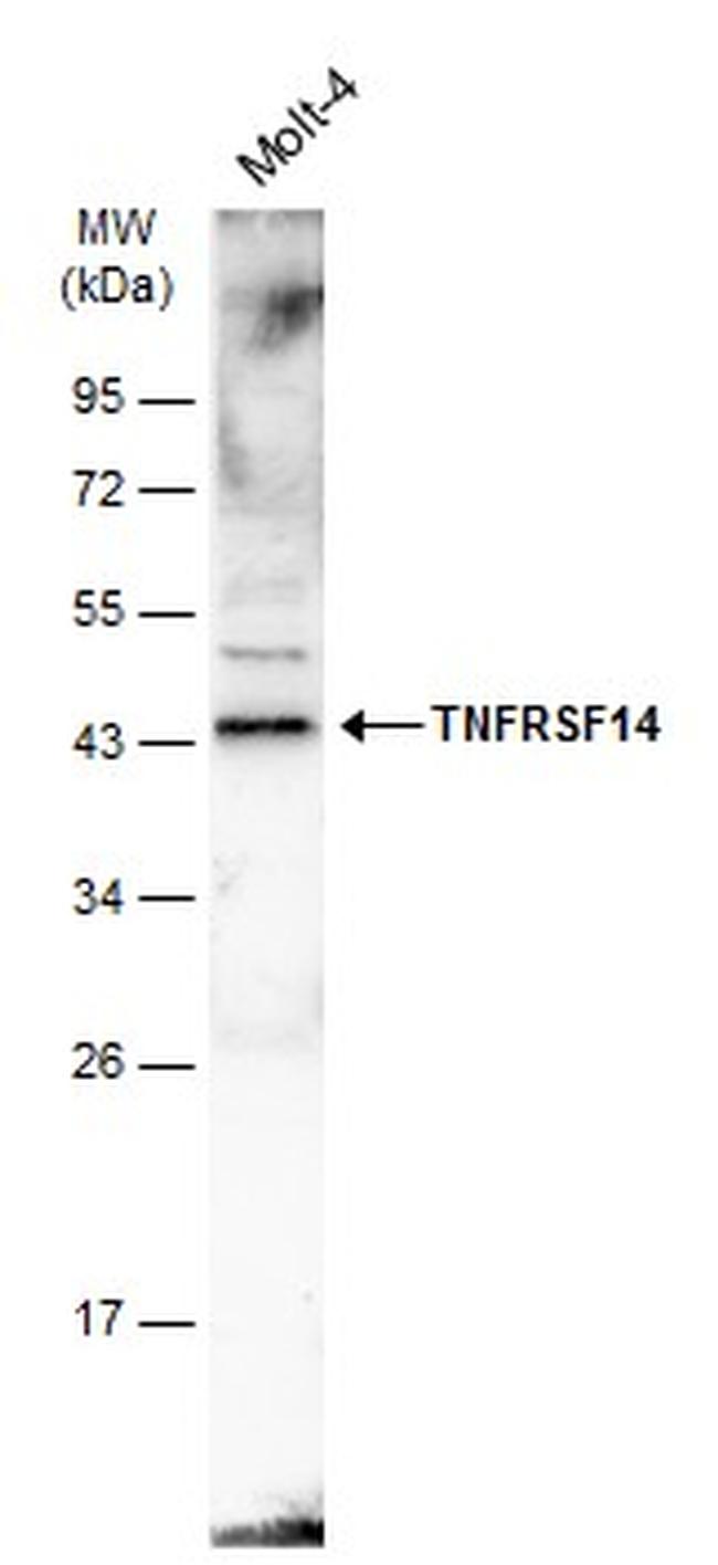 TNFRSF14 Antibody in Western Blot (WB)