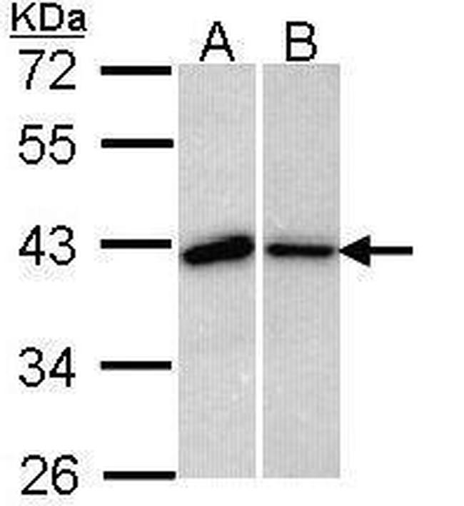 Bub3 Antibody in Western Blot (WB)