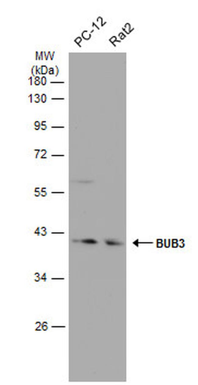 Bub3 Antibody in Western Blot (WB)