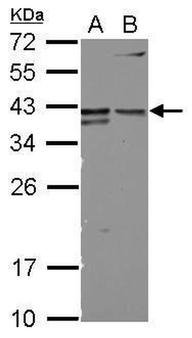 CD147 Antibody in Western Blot (WB)