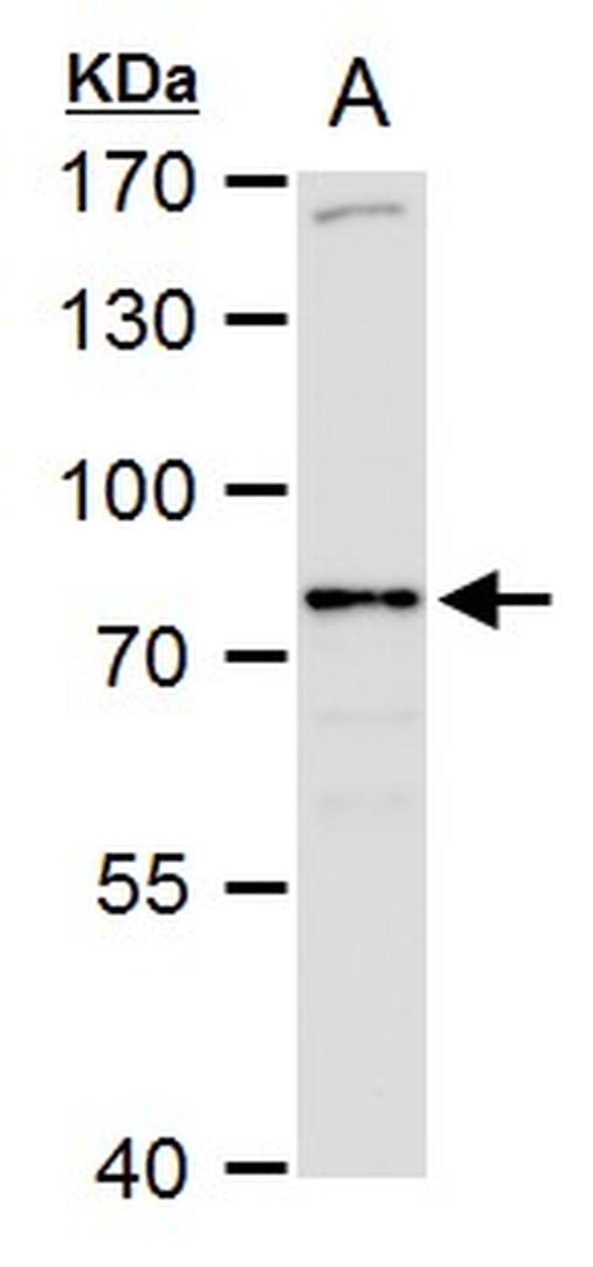 SR-BI Antibody in Western Blot (WB)