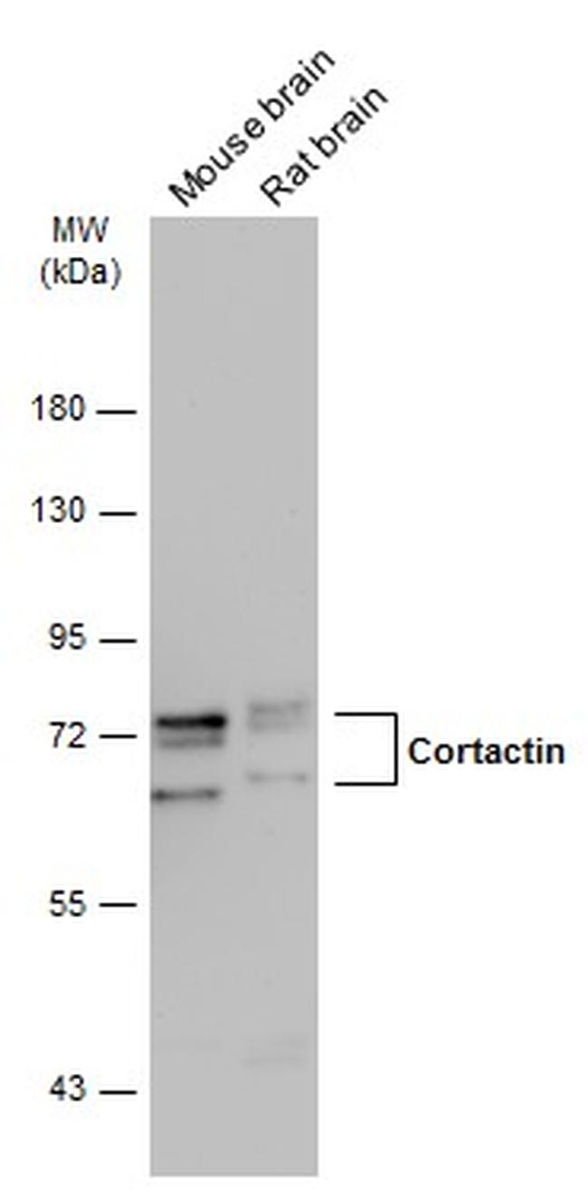 Cortactin Antibody in Western Blot (WB)