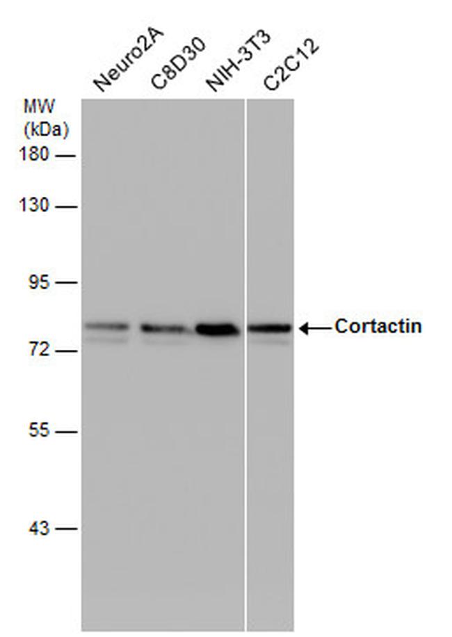 Cortactin Antibody in Western Blot (WB)