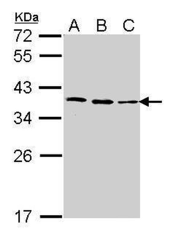 Fibrillarin Antibody in Western Blot (WB)